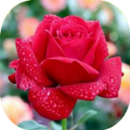 bouquet of flowers APK