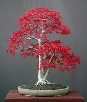 Beautiful Bonsai Design ภาพหน้าจอ 2