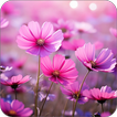 Beautiful Flower Wallpapers HD