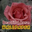 beautiful rose wallpaper icône
