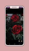 beautiful rose wallpaper capture d'écran 1