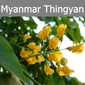 Myanmar Thingyan