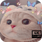 Aesthetic Cute Cat Wallpaper icône