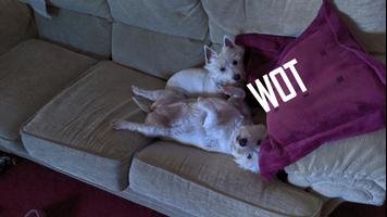 Westies On Tour syot layar 1