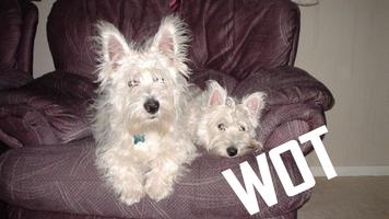 Westies On Tour syot layar 2