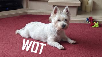 Westies On Tour syot layar 3