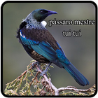 pássaro mestre tui tui icon