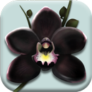 The Black Orchid - Orchids Nursery Idle Game APK