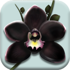 The Black Orchid icon