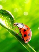 برنامه‌نما Beetle Wallpaper عکس از صفحه