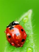 برنامه‌نما Beetle Wallpaper عکس از صفحه