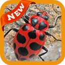 Beetle Wallpaper APK