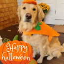 Halloween costumes for dogs APK