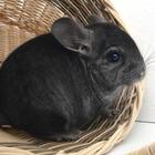 Chinchilla Sounds icon