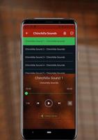 Chinchilla Sounds screenshot 2