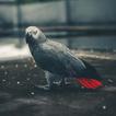 African Grey Parrot Sounds