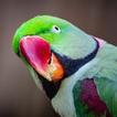 ”Parrot Sounds - Ringtones & Notification