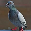 Pigeon Sounds APK