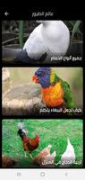 عالم الطيور Affiche