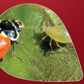 GUÍA PULGÓN