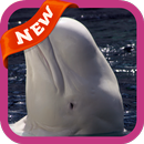 Beluga Whale Wallpaper APK