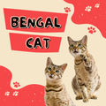 Funny Bengal Cat Pictures