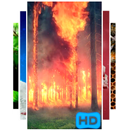 Burning Forest Video Wallpaper APK