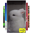 Baby Bunnies Live Wallpaper APK