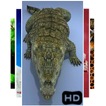 Crocodile Live 3D Wallpaper