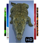 Crocodile Live 3D Wallpaper ไอคอน