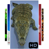 Crocodile Live 3D Wallpaper آئیکن