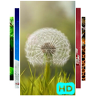 Dandelion Live Wallpaper Vídeo ícone