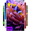 Fish Video Live Wallpaper