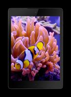 Fish Video Live Wallpaper syot layar 3