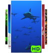 Sharks Live Wallpaper