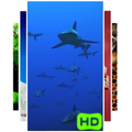Sharks Live Wallpaper