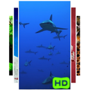 Rekiny na żywo Tapety aplikacja