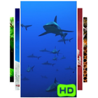 Sharks Live Wallpaper ไอคอน