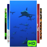 Icona Gli squali Live Wallpaper