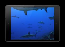 Sharks Live Wallpaper Affiche