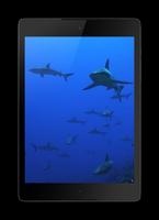 サメのライブ壁紙 スクリーンショット 1