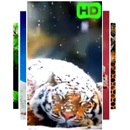 Śnieg Tiger Live Wallpaper aplikacja