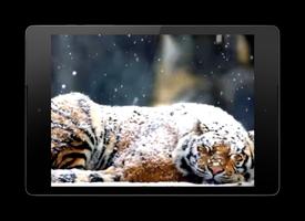 Snow Tiger Live Wallpaper โปสเตอร์