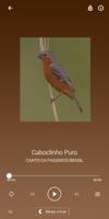 Canto Caboclinho 截圖 2