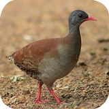 Canto Passaro Lambu 圖標