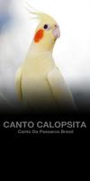 Poster Cantos Calopsita