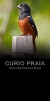 Cantos de Curio Praia 海報