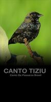 Femea Passaro Tiziu Cartaz