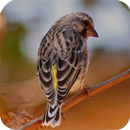 Kumpulan Kicau Blackthroat APK