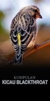 Kumpulan Kicau Blackthroat الملصق